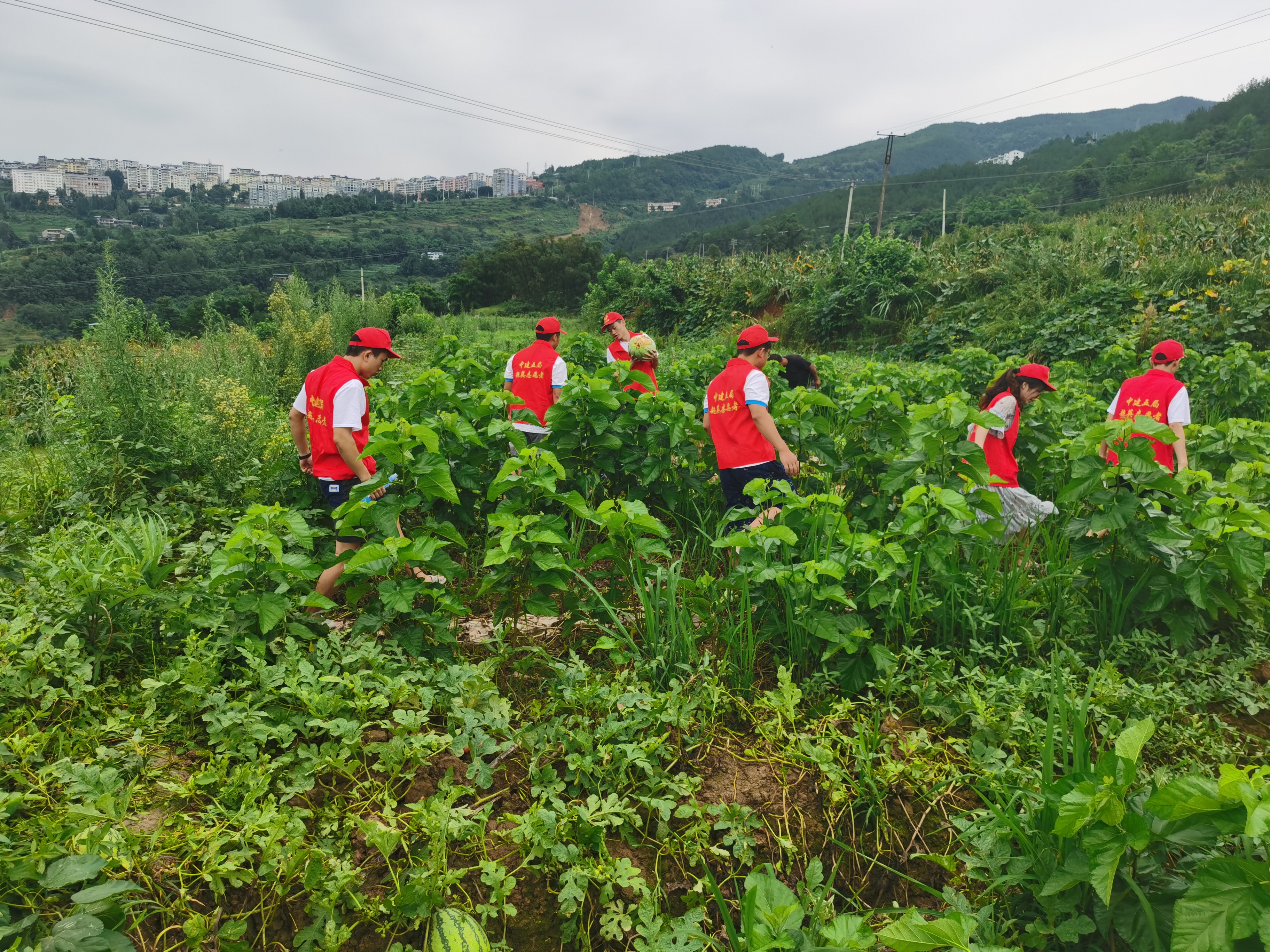 志愿者们亲自下田采摘.jpg