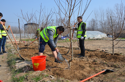 项目部组织员工上山下乡，为农户种植桃树，绿化乡村420.jpg